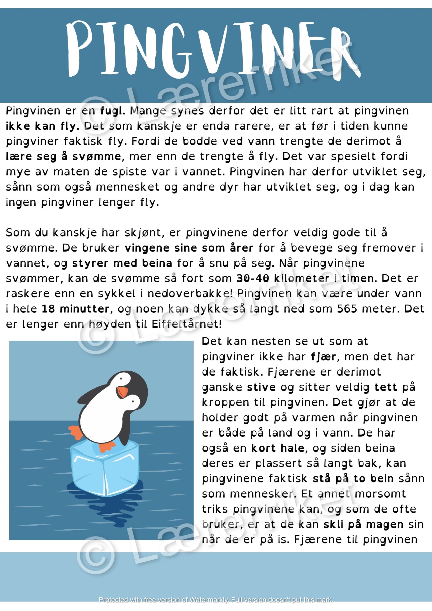Pingviner - faktatekst