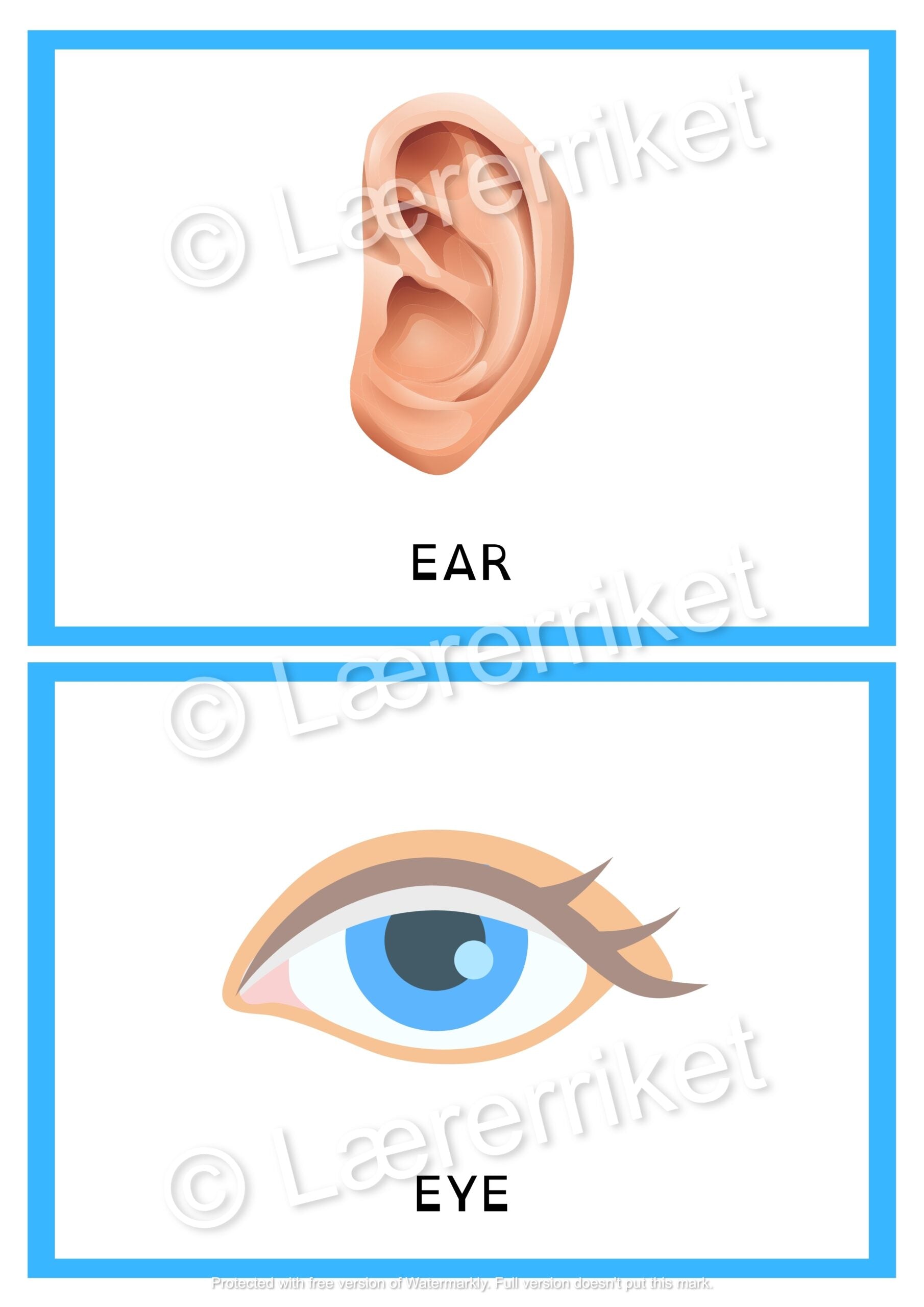 Flashcards - The body
