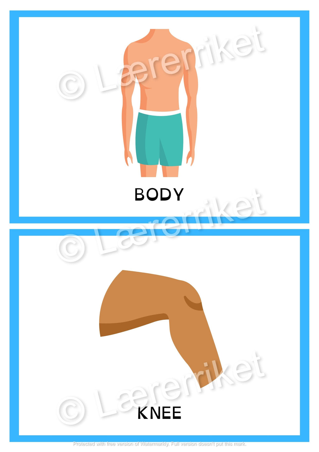 Flashcards - The body