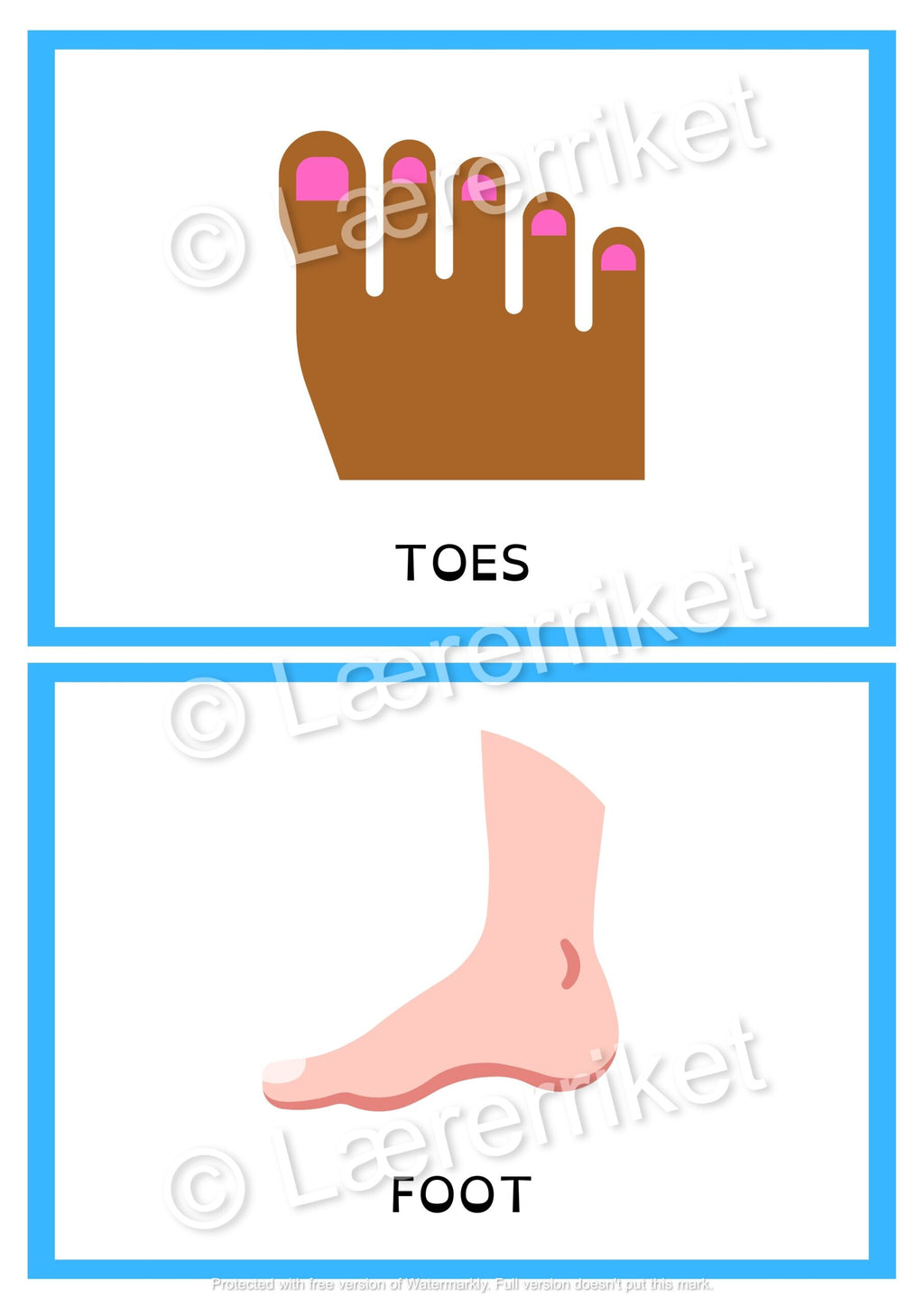 Flashcards - The body