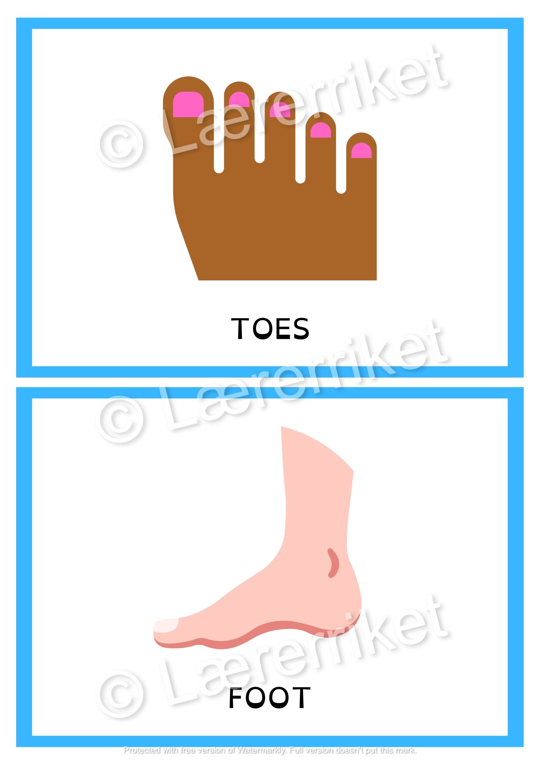 Flashcards - The body
