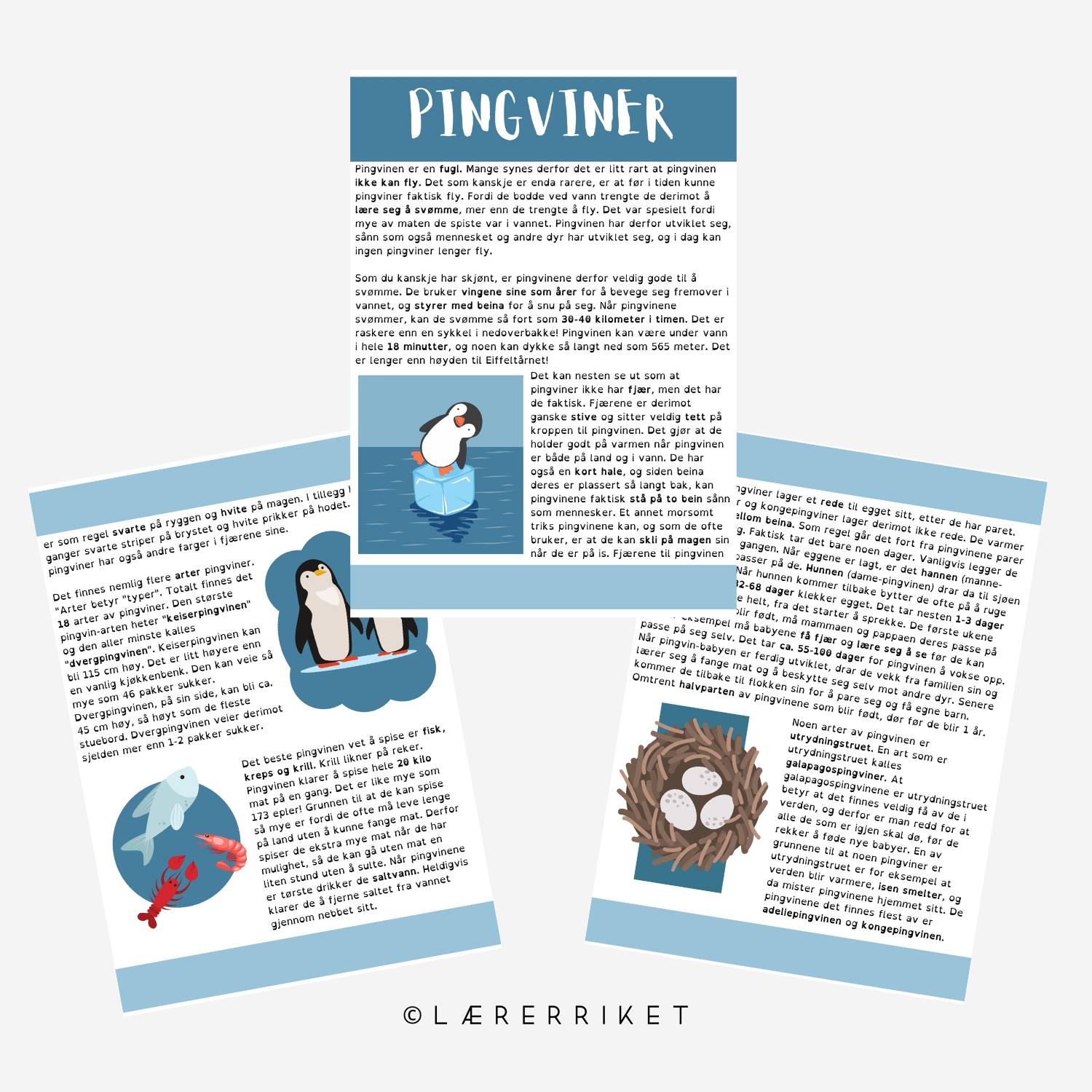 Pingviner - faktatekst